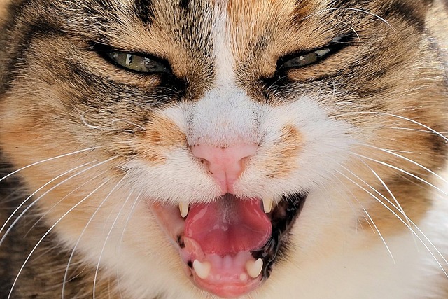 Angry Cat